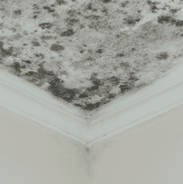 Close-up of a ceiling corner with extensive black mold growth.